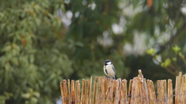 シジュウカラ　庭